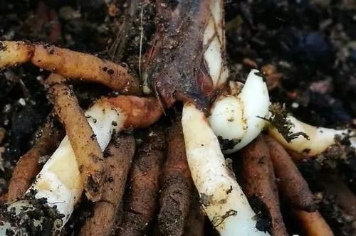 兰花只发芽不长根，究竟是什么原因？原因很简单，治理也不难