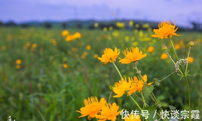 草甸|张家口沽源有一处五花草甸，盛夏金莲花开，充满了温馨浪漫