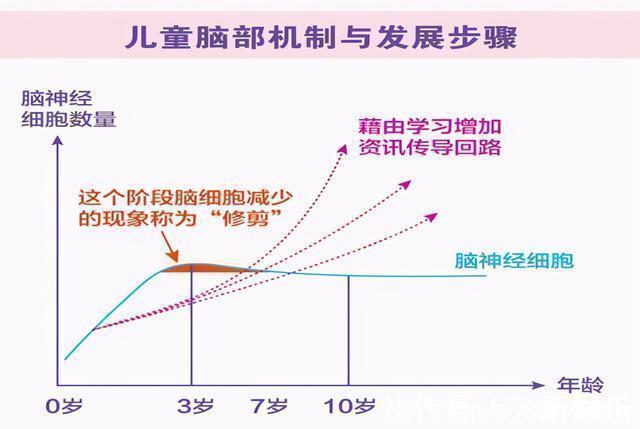 左脑|哈佛研究：右脑是儿童大脑发育的重点，但接近80%的家长弄错了