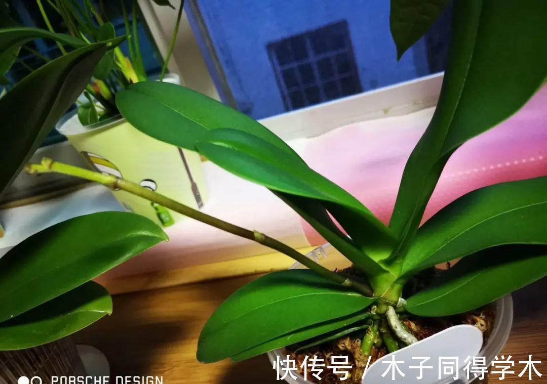 7种花,立秋后换盆,秋冬才能越养越好