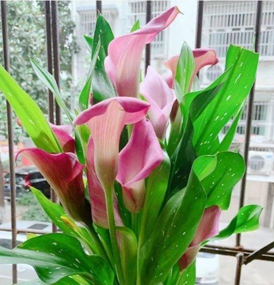 倾国倾城|阳台养上“4种花”,花色多、花期长,美得倾国倾城,绚丽多彩