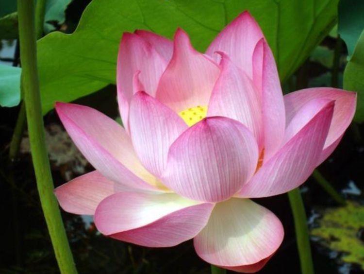 4种花,好养又漂亮,365天开花不断,美极了