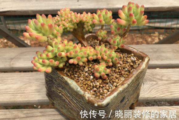 秋天养盆多肉乙女心,叶片红润通透,养成群生小老桩,美极了