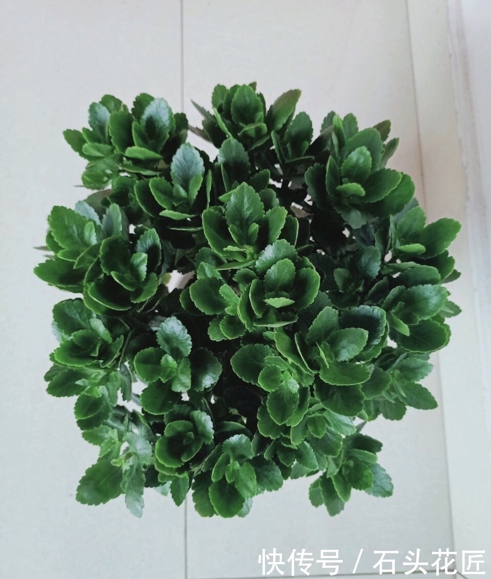 技巧|1盆长寿花长出“25根”花箭,掌握“4个技巧”,你也可以做到