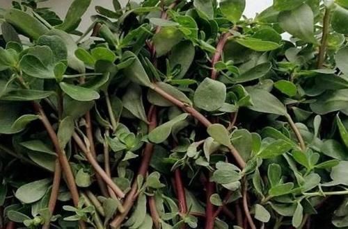 马齿苋|怀孕期间,孕妇最好少吃4种食物,对胎儿不利、或引流产