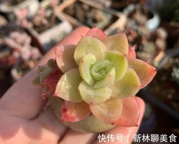 叶片|这颗丝绸面纱的叶片,不但通透,且有蜡质感,养护中5点做好