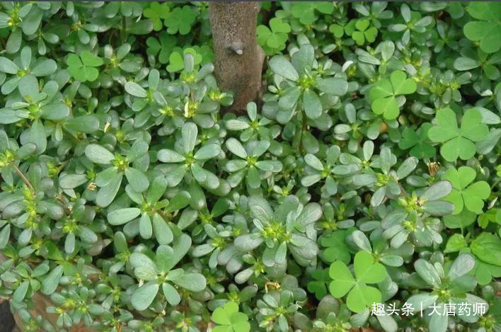 血热型|一味马齿苋,治病大功效!马齿苋的5大顶级妙用方,连中医都夸赞
