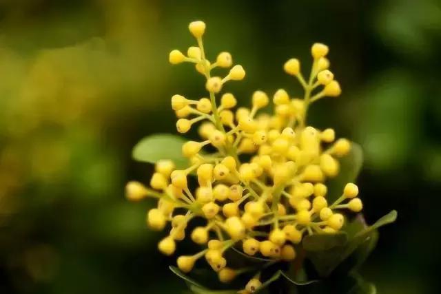 这些花卉太阳越大,花开越鲜艳,最适合夏季来养了!