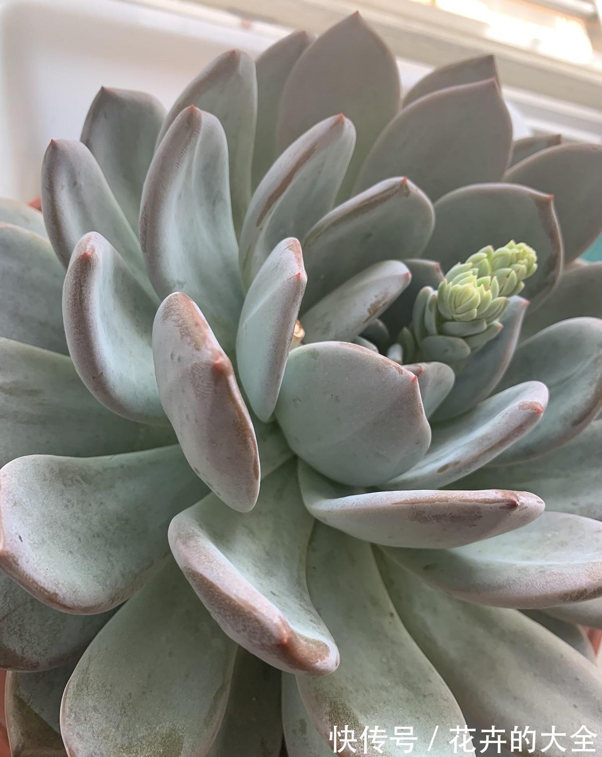 让多肉长得更大，换成大盆，用纯的泥炭土栽种，4个月就长大