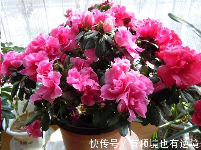 月季花杜鹃花栀子花总是养不活教你一招,连开3个月!