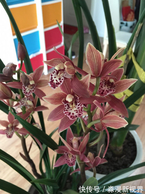 夏秋季|”珍稀名菊“绿乒乓菊，似绿如新翠，清新脱俗，堪称养花必备