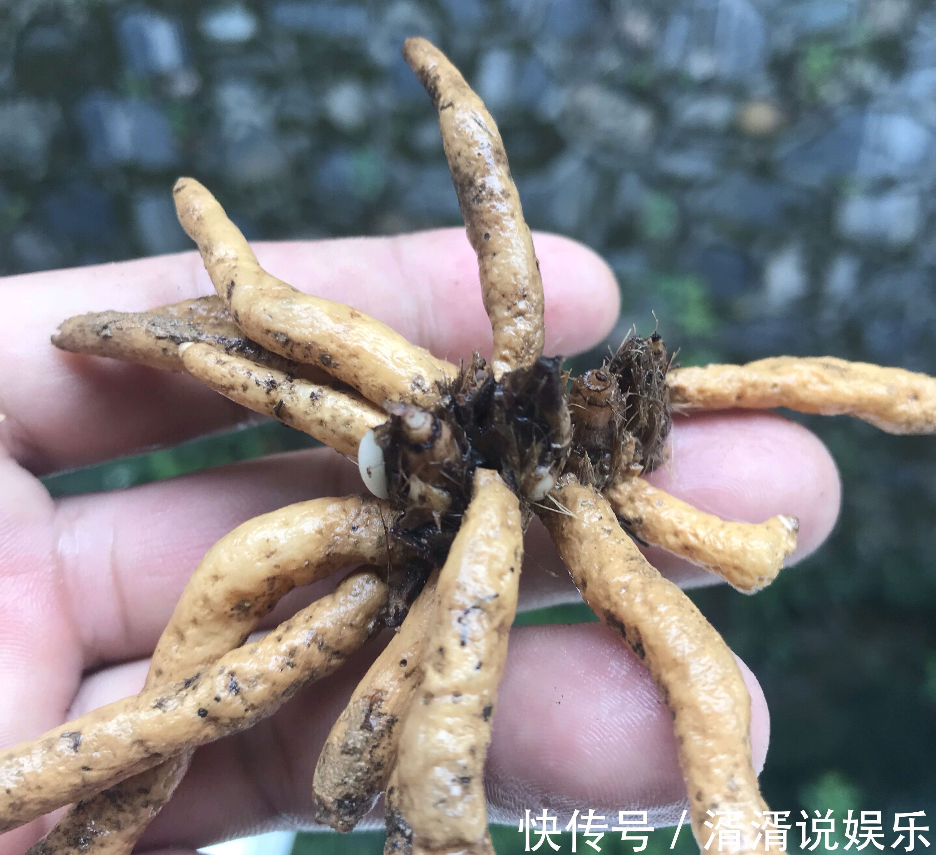 兰花芦头|只有根系没有叶片的兰花还能养吗挖个坑埋起来，一个月见惊喜