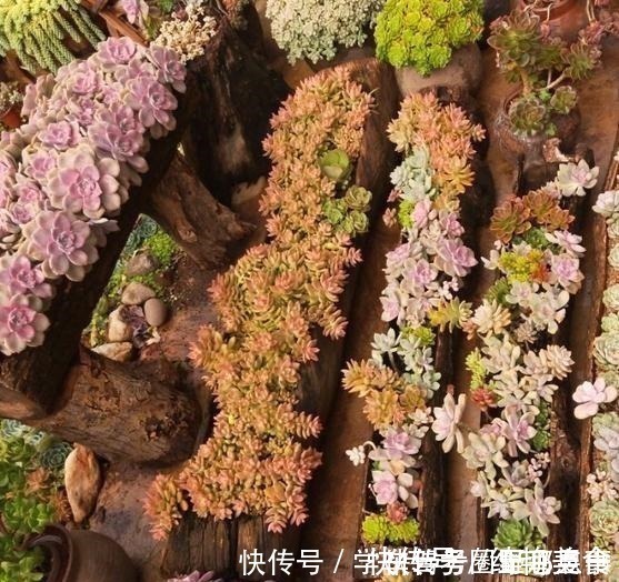 以树干为花盆,可以把紫乐养出“一面墙”,感兴趣可以试试!