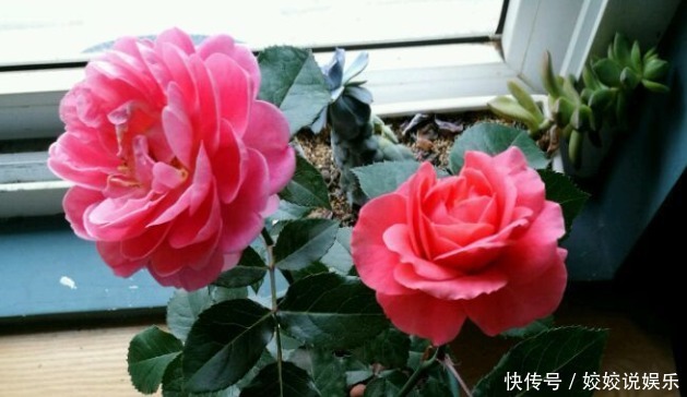 奥桑特|新手养花,不如养花中精品汤姆奥桑特,花开艳丽,气度非凡!