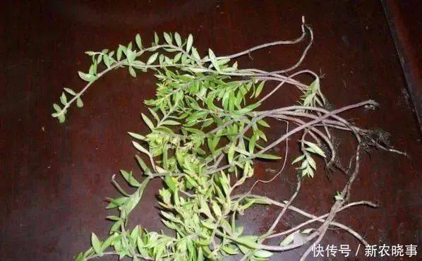 盆栽|农村常见的“1种野草”，看到别铲除，挖1棵回家，做盆栽很漂亮