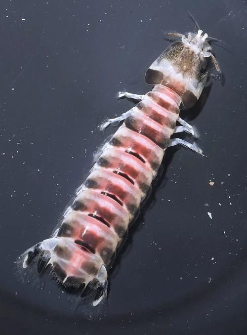 砂锅大的螃蟹，手瓜大的濑尿虾，你们都见过么？