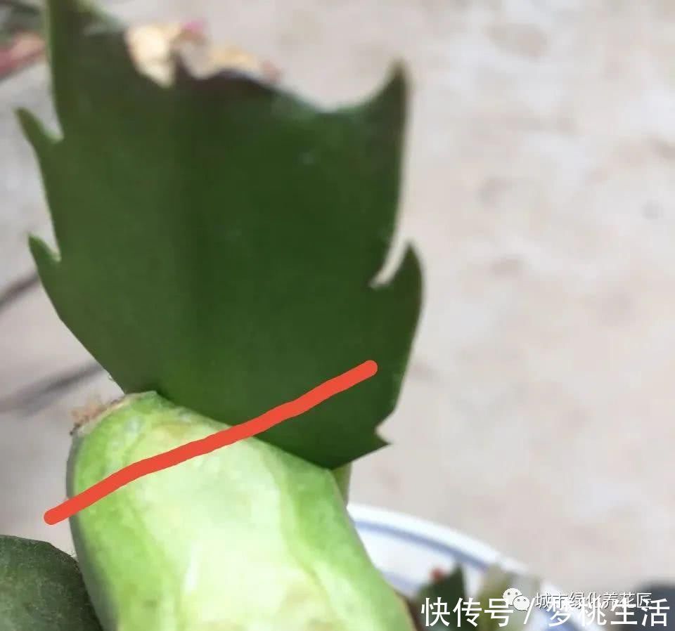 接穗|仙人掌嫁接蟹爪兰总是难愈合找错形成层,建议采用十字嫁接法
