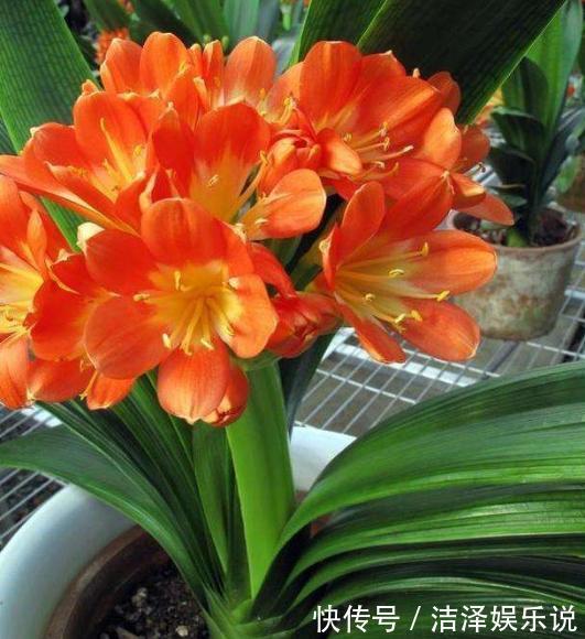 植株|家庭养花如何浇水注意3个“细节”，根系壮，开花多，植株旺