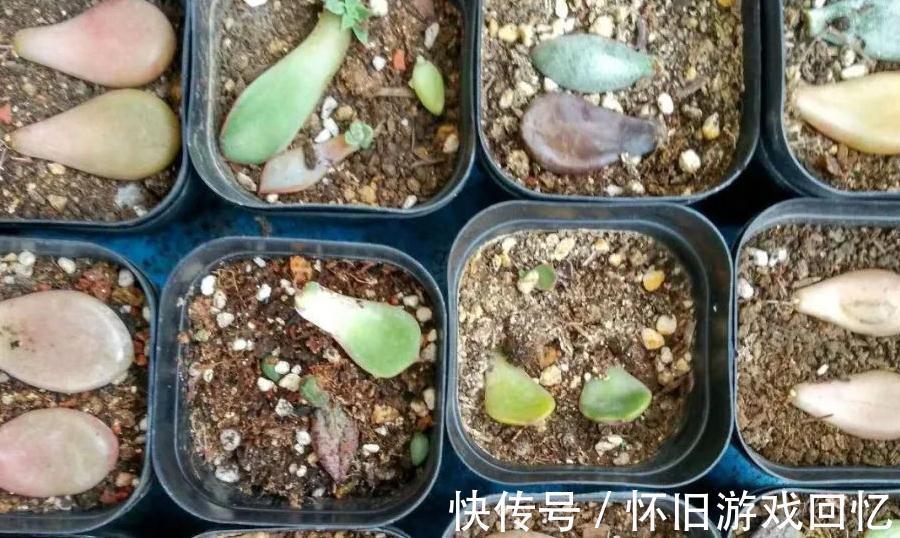 多肉叶插不生根,教你叶插五要素,10天就能长出小胡须