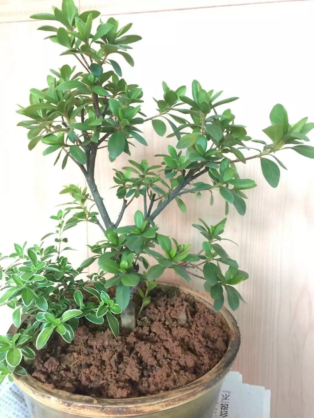 “蚯蚓粪”养花也不赖,增粉还透气,啥花都能养好!