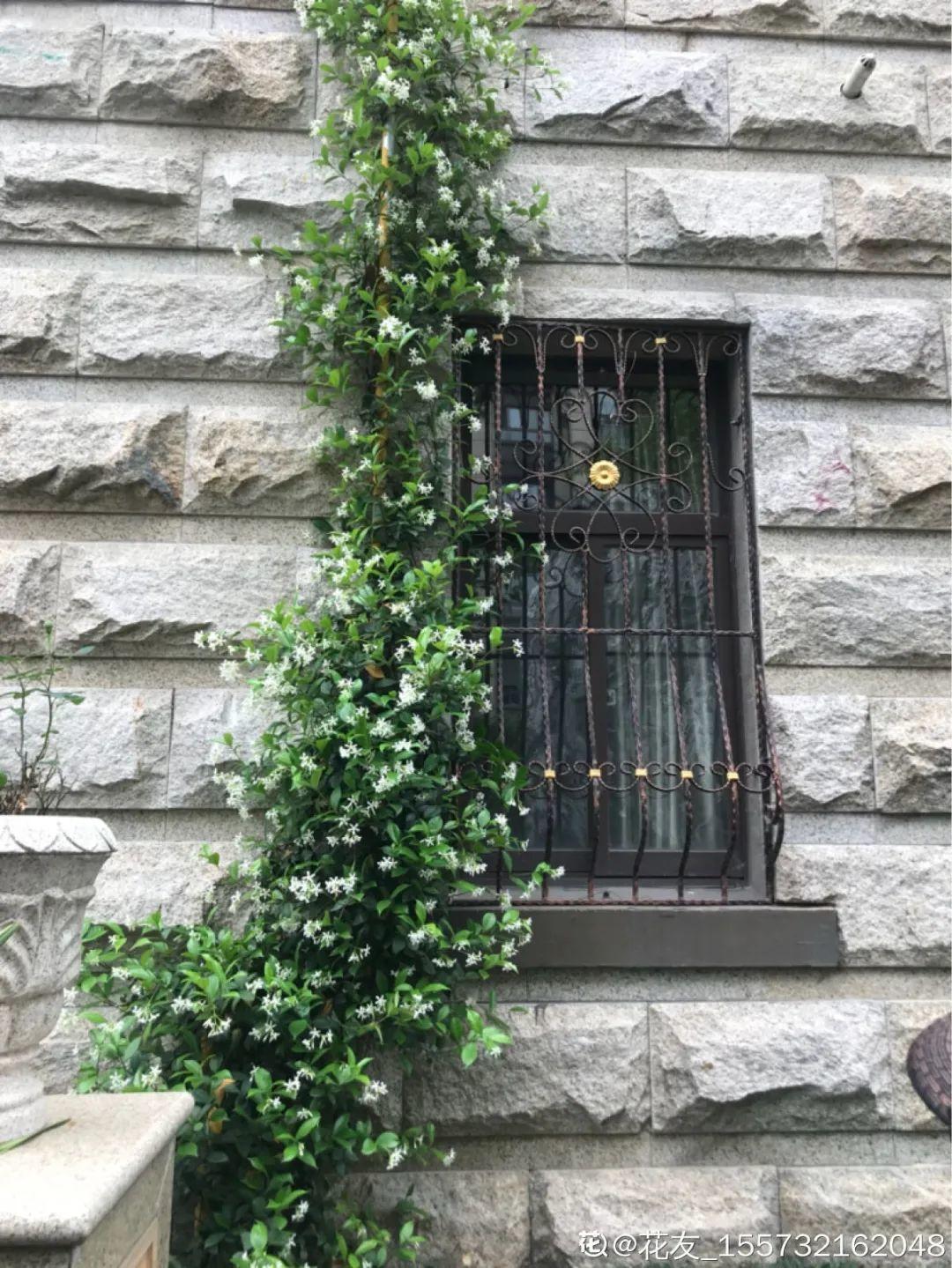 7种花要慎养,房前屋后都爬满,邻居有意见!