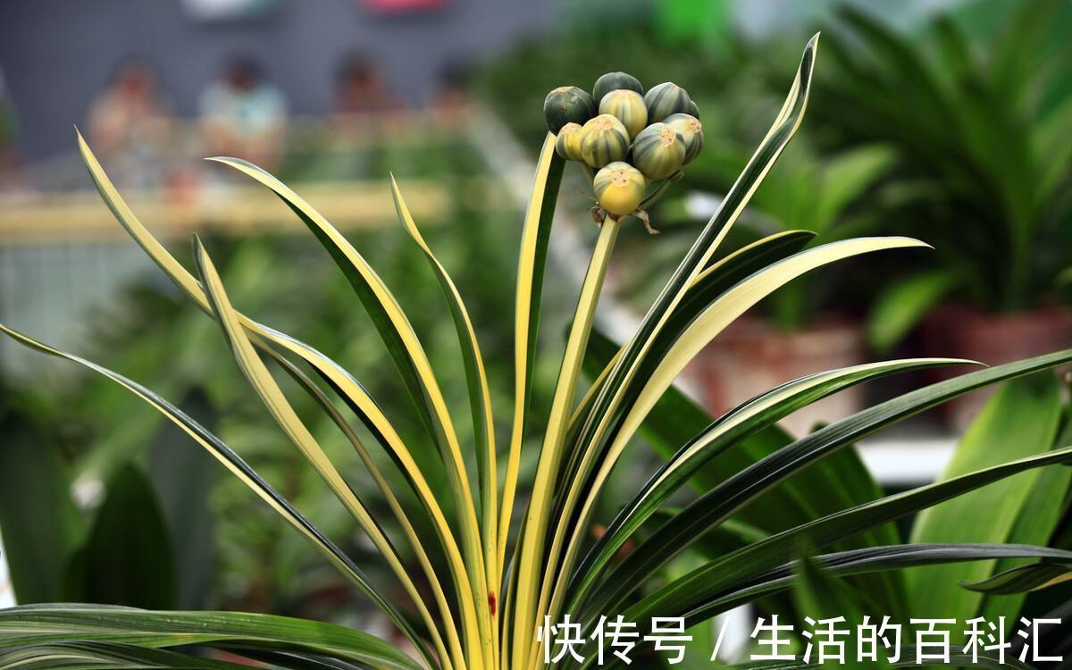 君子兰|秋天养君子兰，做好3件事，叶片厚又亮，花箭窜一米