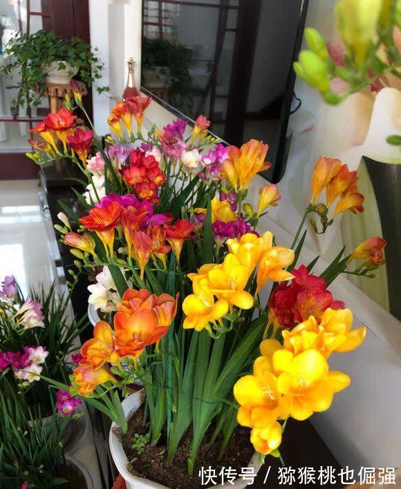 香雪兰|鲜花家里放,花旺“人不旺”,养花4个坑,人不健康,家不旺
