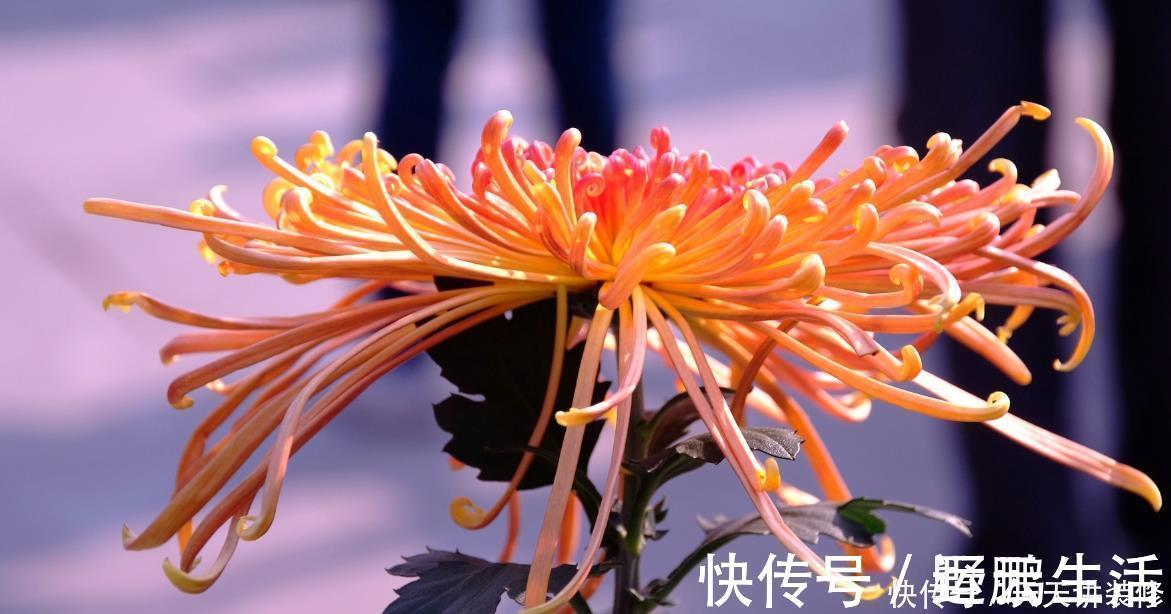 名花|中国传统十大名花你知道多少?各有千秋,看过后就像拥有!