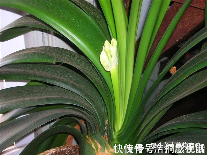 土面|为啥很多朋友在家里养不好君子兰，有可能一开始就买错了