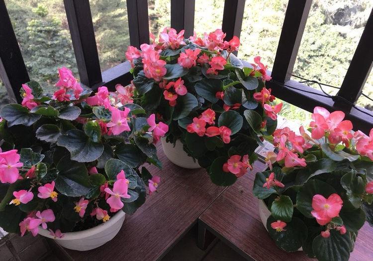 几种好养又漂亮,深受花友喜爱,阳台开成小花园