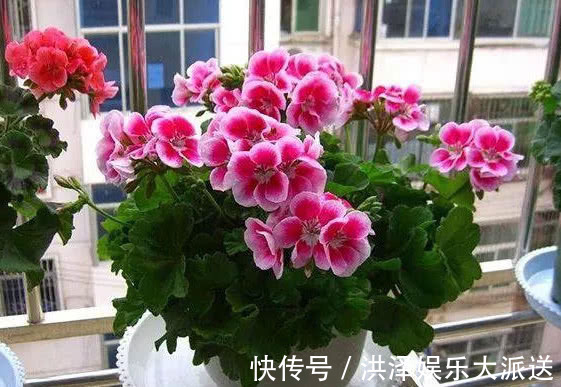 肥料|手把手教你做花肥,掌握关键几点,年年开花不断,比买的好10倍!