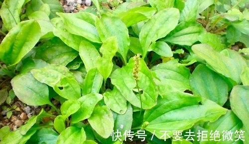 失眠|失眠的人有福了!用此“救命草”泡水喝,补脑补血,远离失眠烦恼