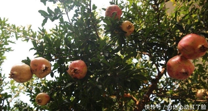 秦始皇陵有多少水银?专家:陵墓旁的石榴树足以说明一切