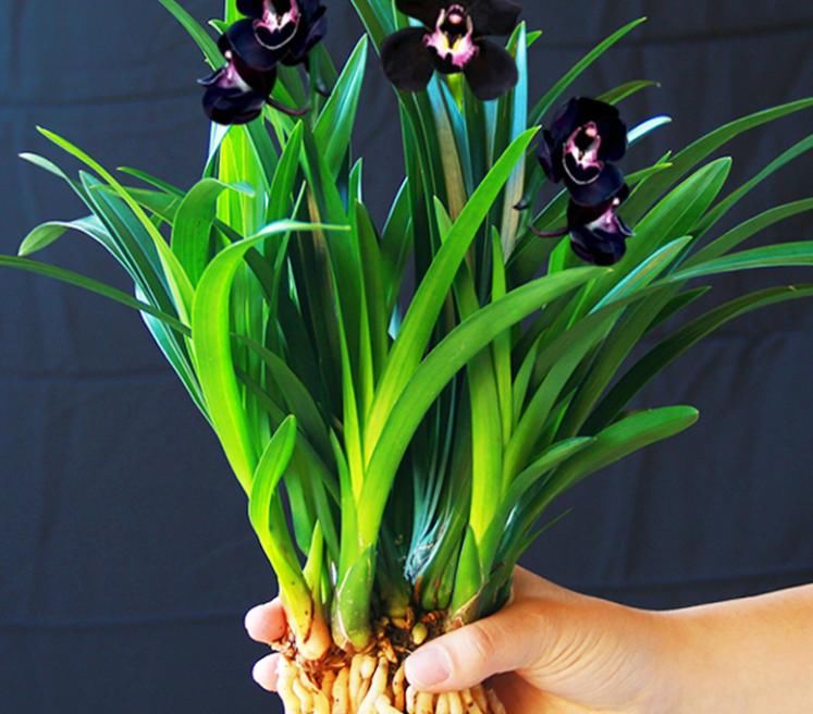 少见的黑紫色兰花：墨雪姬，花香浓郁，叶片常青，几乎零缺点