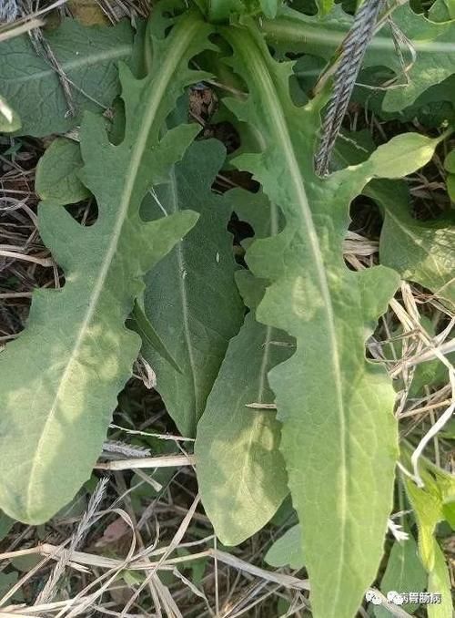 蒲公英——献身喜作医人药，无意芳名遍万家