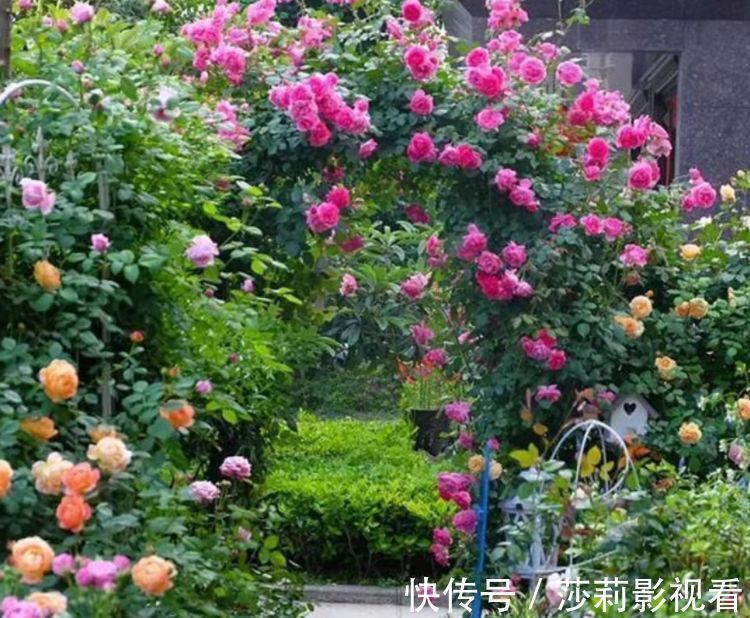 养花就养“4种花”,不怕热不怕冷,适合新手养,年年开花不断!