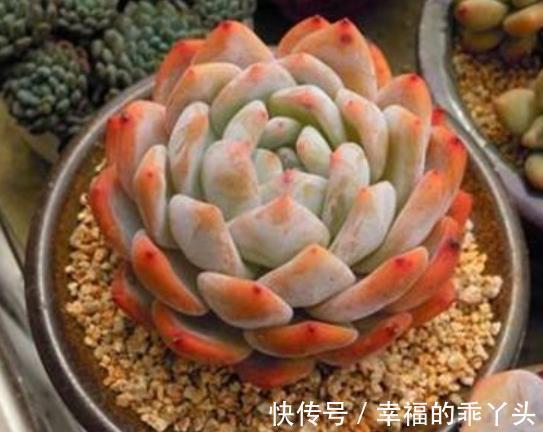 喜欢多肉推荐你养这4款,随便一养就出状态,颜值高真迷人