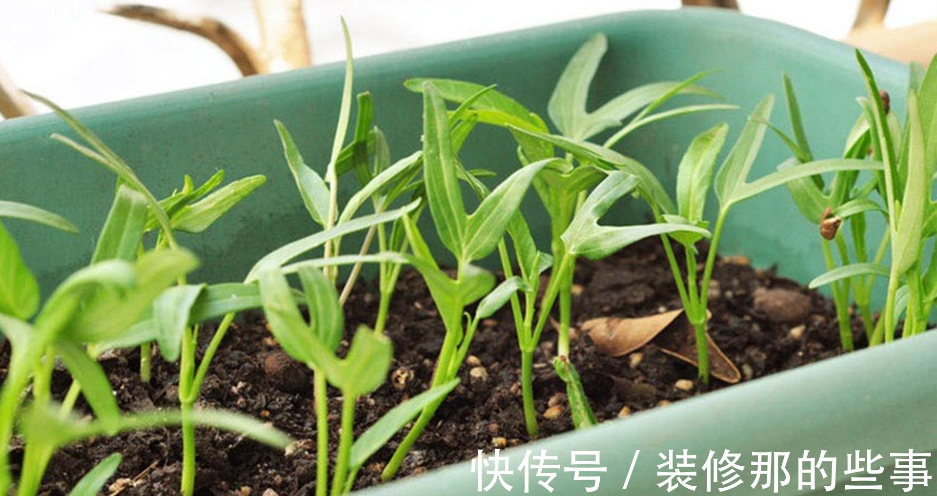 采收|夏季怎么盆栽空心菜?了解几点,长得又快又好,种一盆能吃一夏天