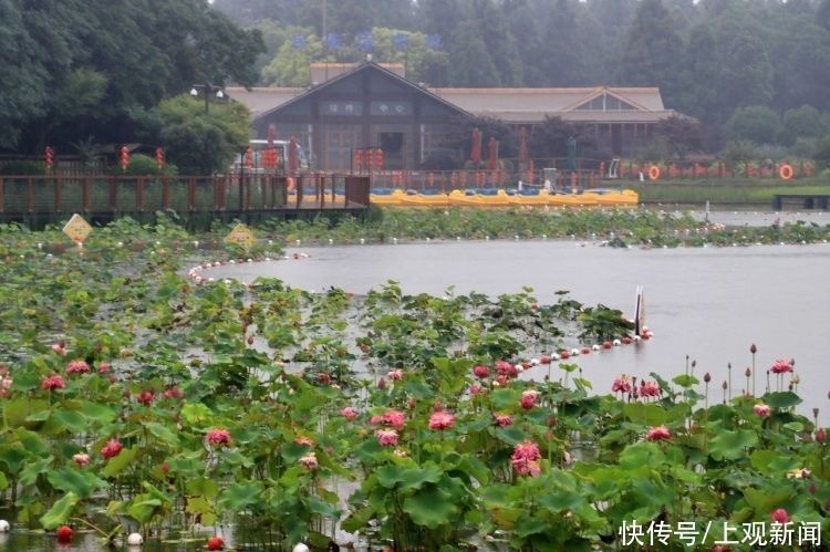 荷花|“四蒂睡莲”长什么样?一起来花博园看荷花、莲花群芳争艳