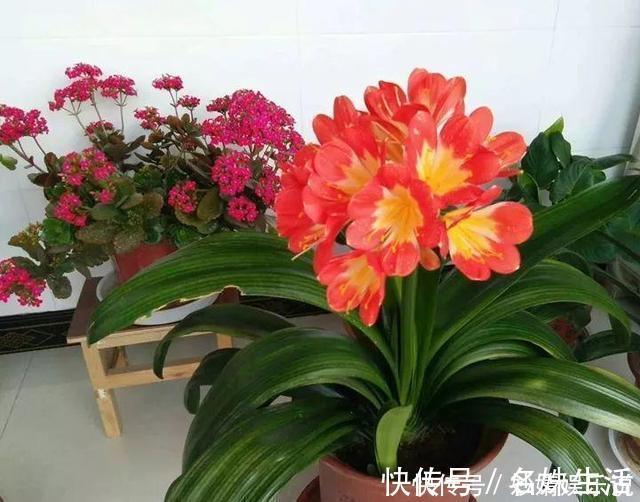 沙子|盆里埋点它，小虫子全没了，花越长越茂盛！