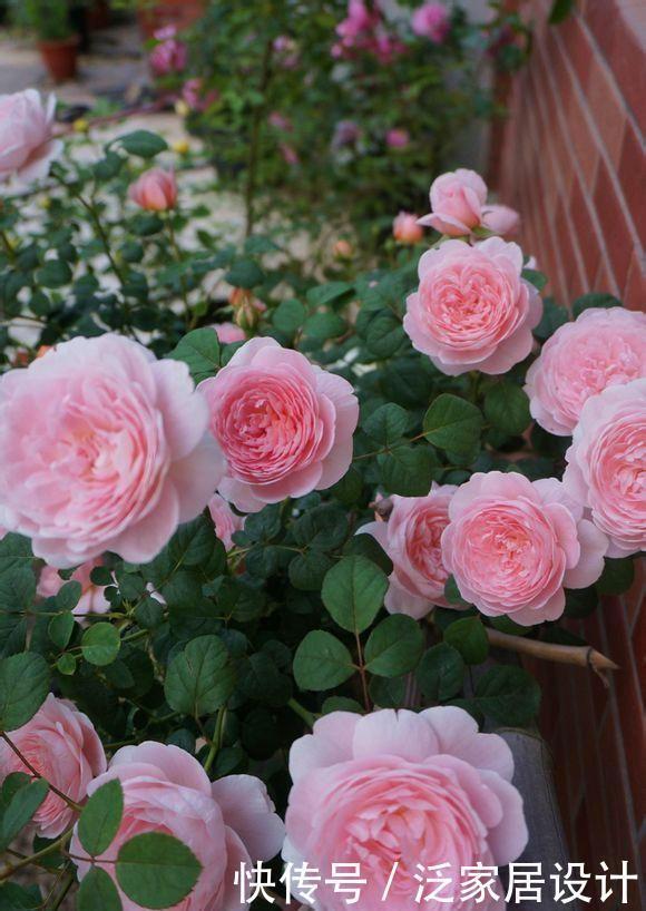 精品月季”瑞典女王“,纯洁清秀,优雅迷人,可以说是养花首选