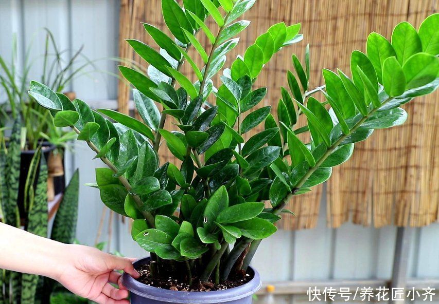 浇水|夏天施肥别盲目，掌握好4点，才能促进生长，用错了会烧根