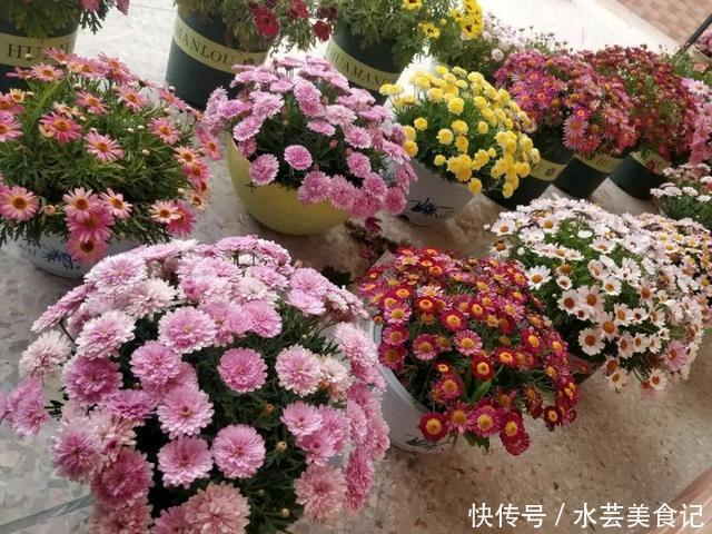 盛宴|家里放这8种花,简直是视觉的盛宴,带给你的感受也是不一般