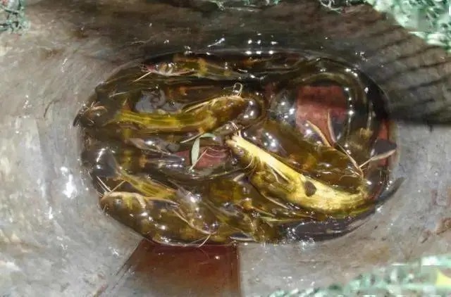 天一冷，黄骨鱼怎么钓？用这一招，比钓鲫鱼还过瘾