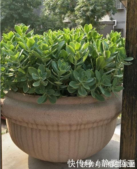 铜钱草|家庭养6种花“要当心”,容易出现“生物入侵”,天天起来要清理