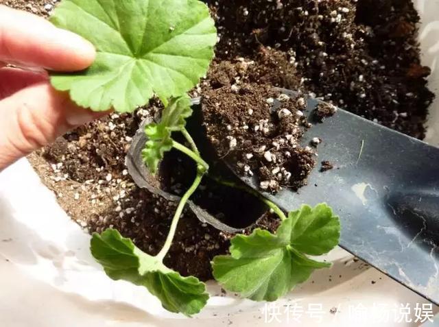 扦插加个小药片，成活率翻番，新手也能做得好！