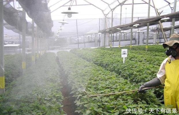 叶片|月季养不活？教你避开种死月季的五个陷阱，不走弯路做月季大神