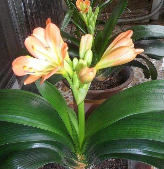 叶子长|给君子兰盆里,丢一点这个,叶子又绿又亮,一年开花两次