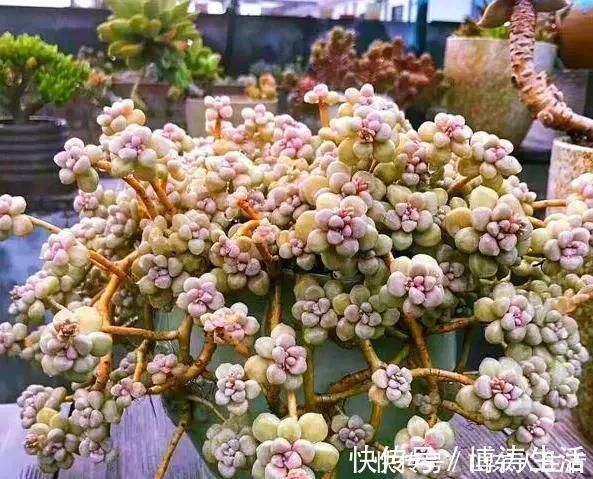 李大姐养多肉10多年,总结6个好品种,新手也能养成“漂亮老桩”