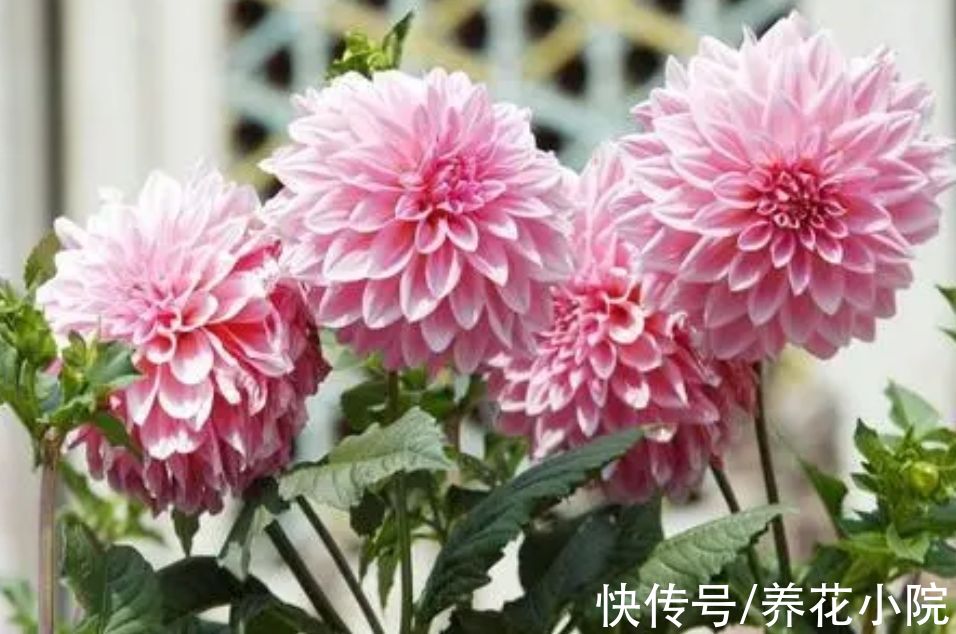 花卉|什么花好养？5种球根花卉，埋土里就活，开花更漂亮